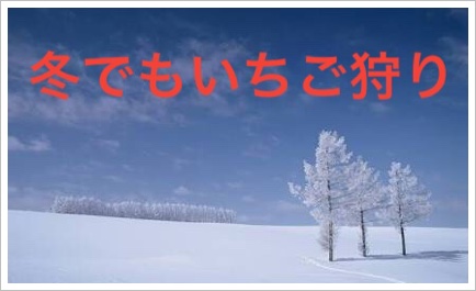 北海道のいちご狩りが冬の時期でも？口コミ人気No1のおすすめを紹介5